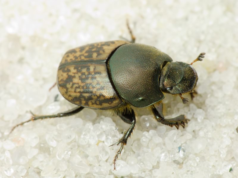 Onthophagus nuchicornis (Linnaeus, 1758)